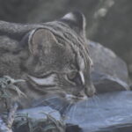 ecozonia prionailurus bengalensis euptilura 03