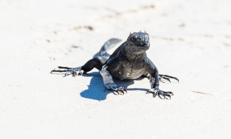 File:Iguana marina (Amblyrhynchus cristatus), Cerro Brujo, isla de San Cristóbal, islas Galápagos, Ecuador, 2015-07-24, DD 140.JPG