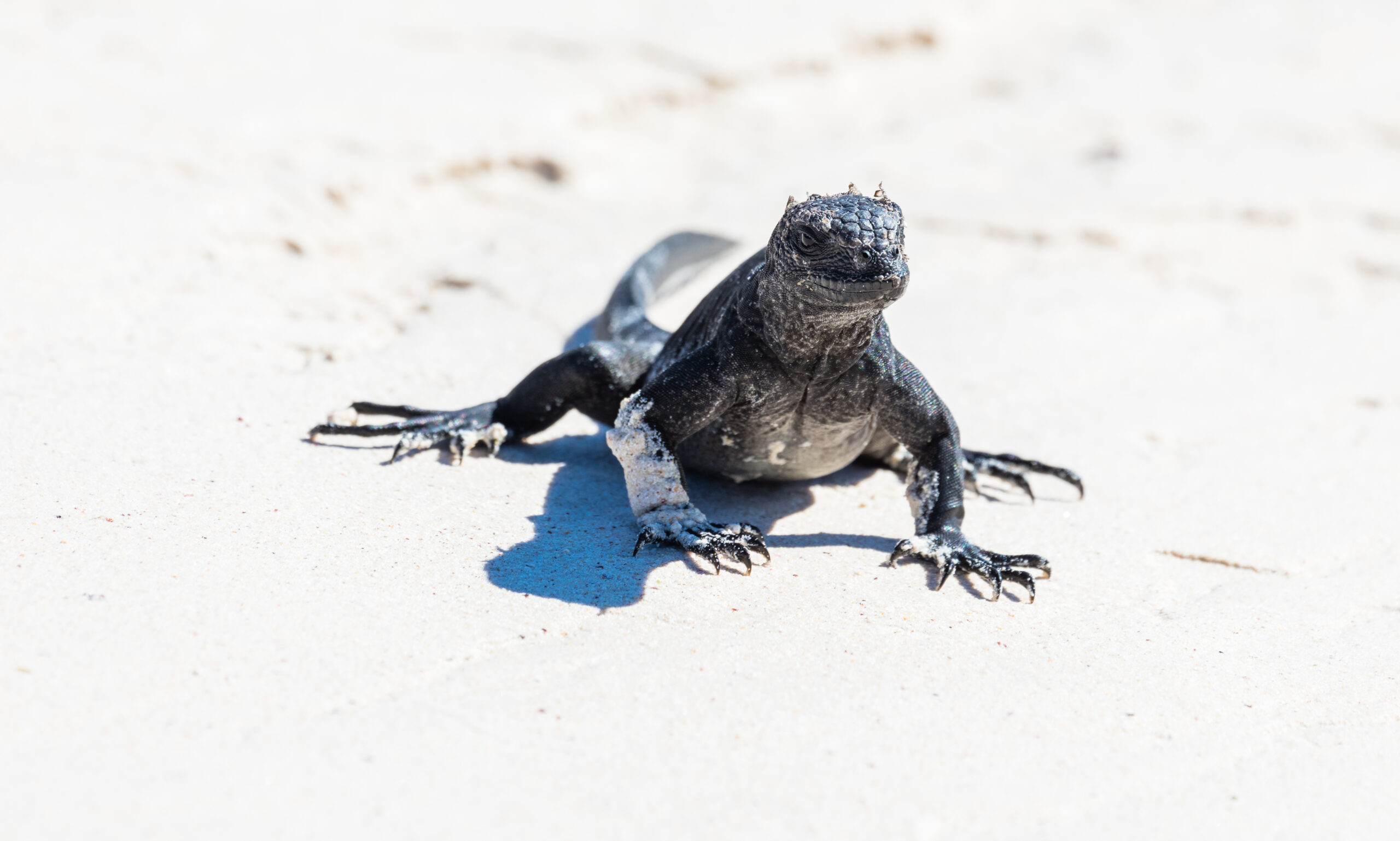 File:Iguana marina (Amblyrhynchus cristatus), Cerro Brujo, isla de San Cristóbal, islas Galápagos, Ecuador, 2015-07-24, DD 140.JPG
