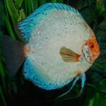 Discus