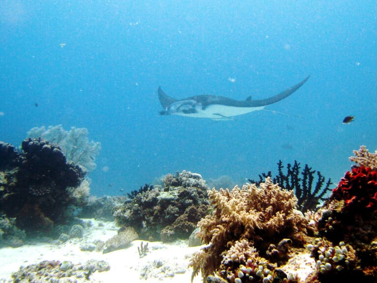 manta ray