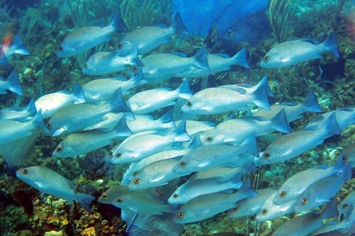img 2092b filtered gray snapper (lutjanus griseus)