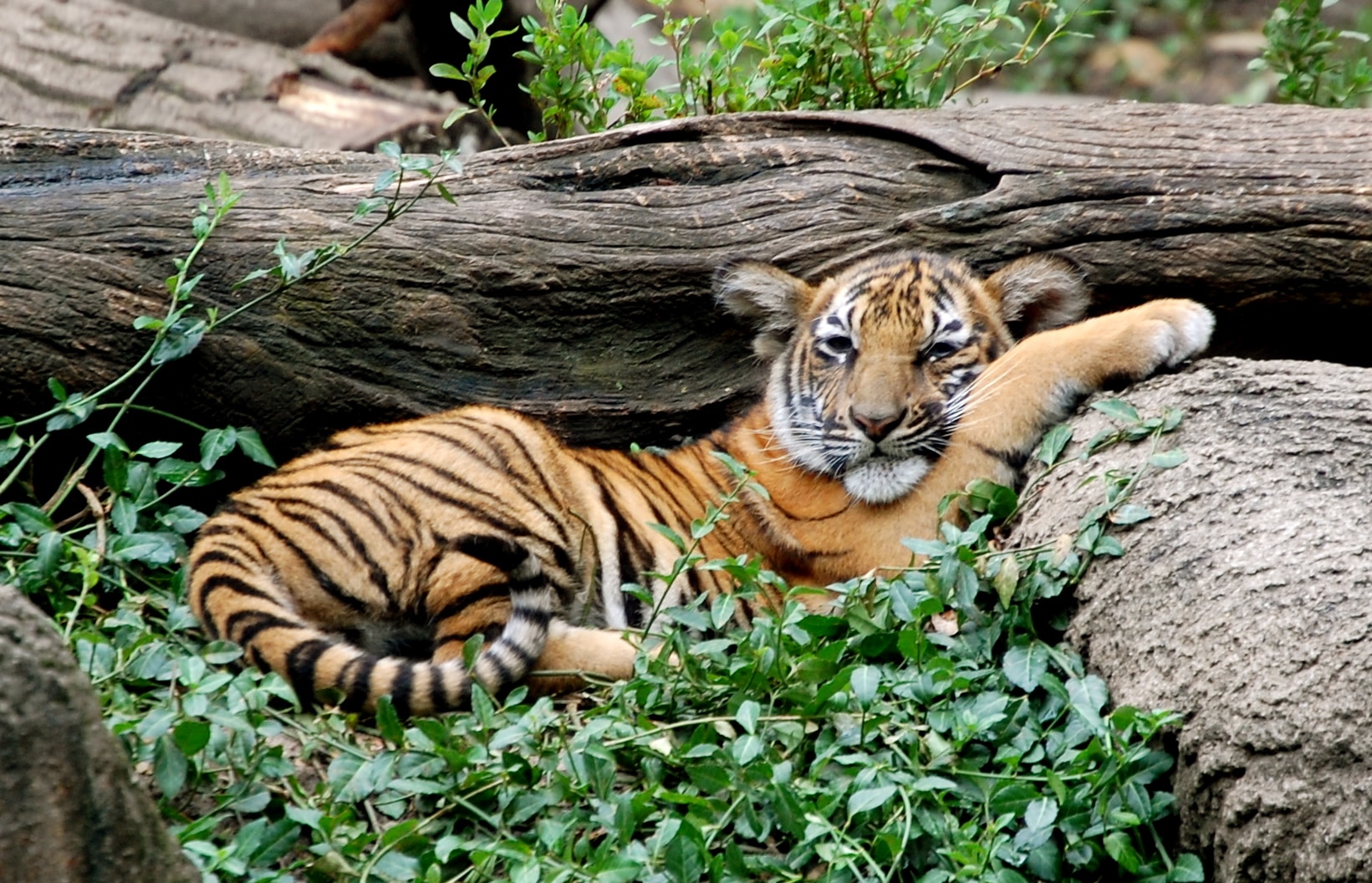 snug in the logs (3773268501) snug in the logs (3773268501)