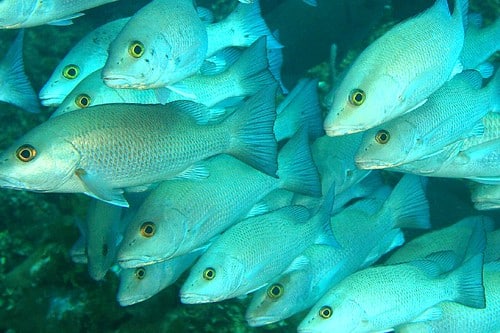 img 2422acs gray snapper (lutjanus griseus)