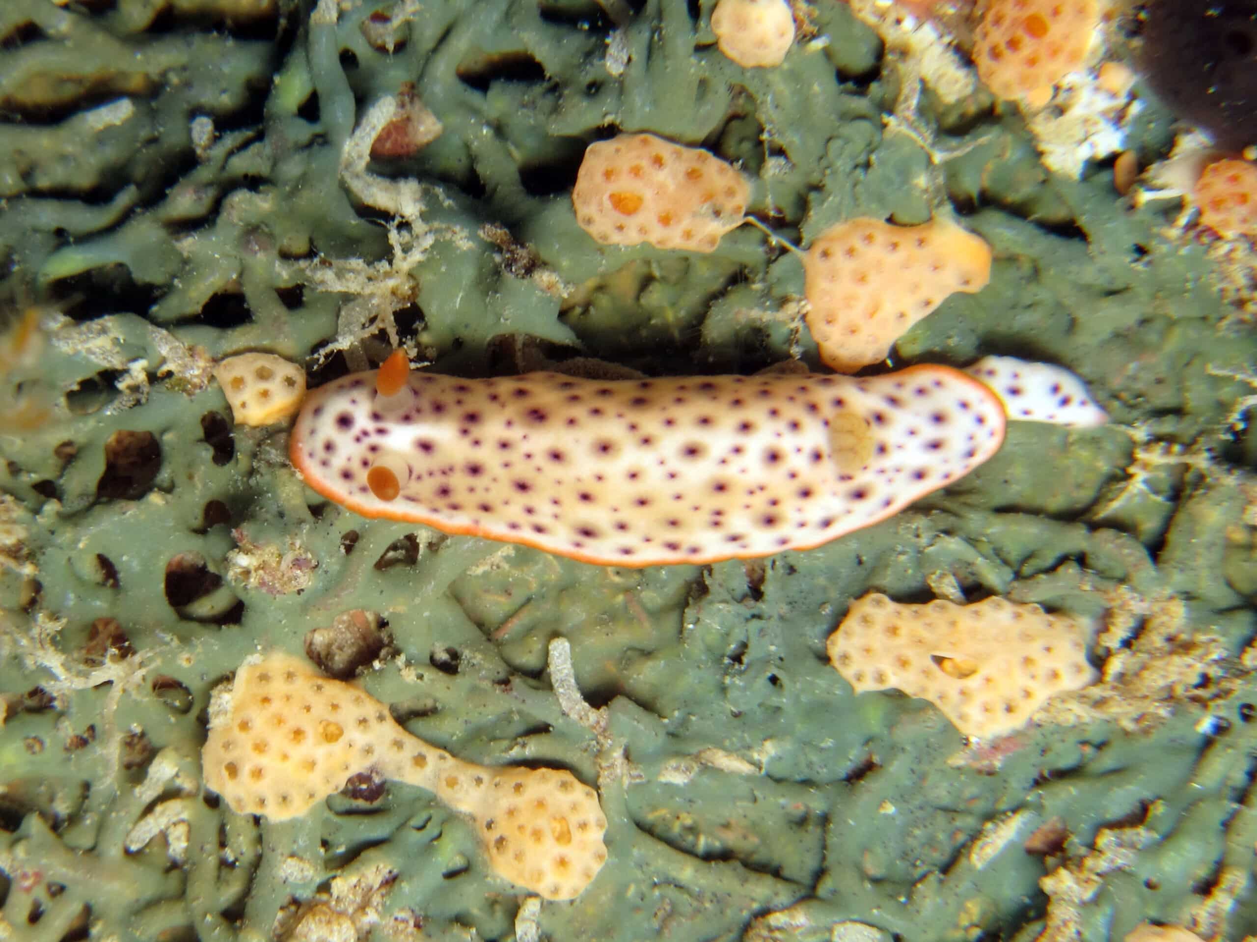 nudibranch chromodoris aspersa 6 nudibranch chromodoris aspersa 6