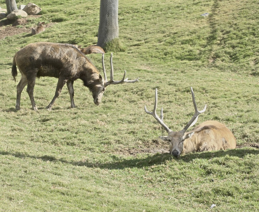 père david’s deer (elaphurus davidianus