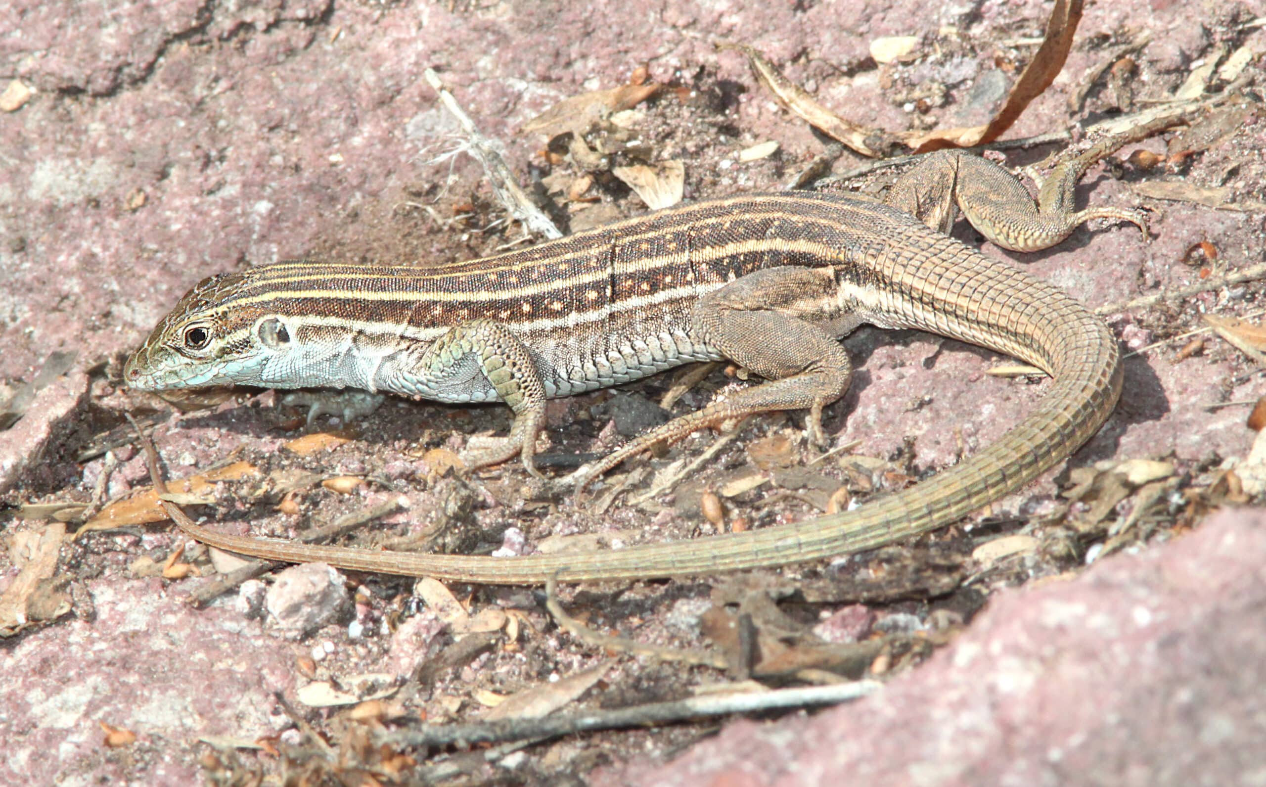 whiptail, sonoran spotted (aspidoscelis sonorae) (7 15 12) pena blanca lake, scc, az 01 (7578641246)