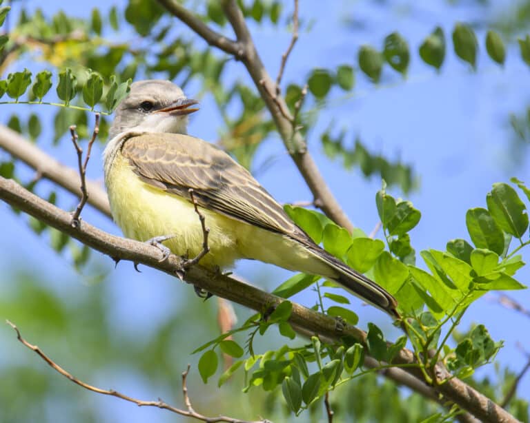 western kingbird bob kerrey pedestrian bridge dsc 4733 western kingbird bob kerrey pedestrian bridge dsc 4733