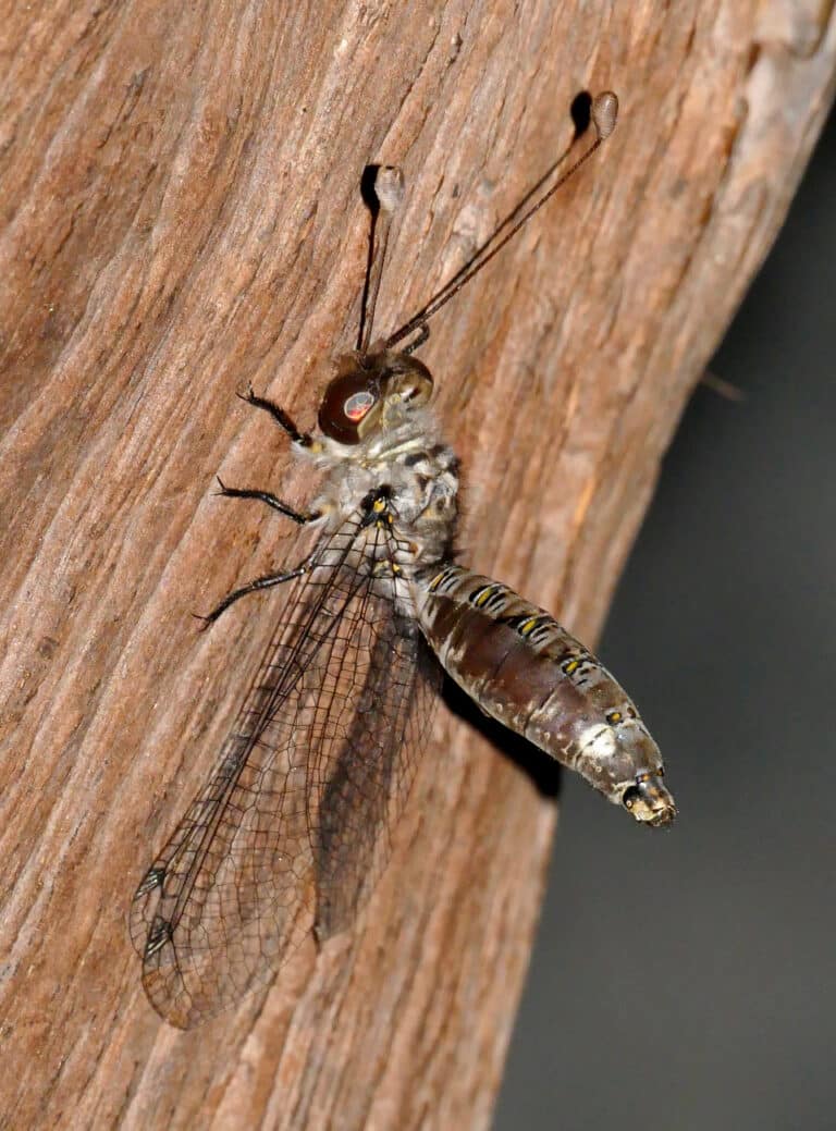 owlfly (proctarrelabis sp.) (16048323694) owlfly (proctarrelabis sp.) (16048323694)