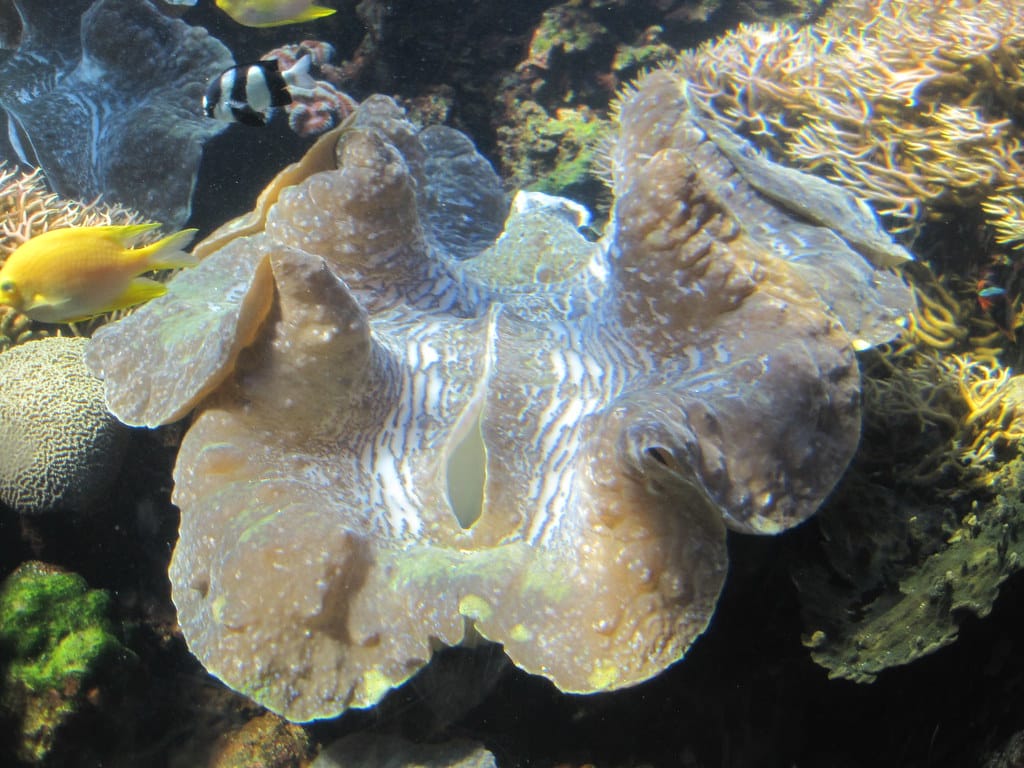 giant clam (tridacna gigas) giant clam (tridacna gigas)