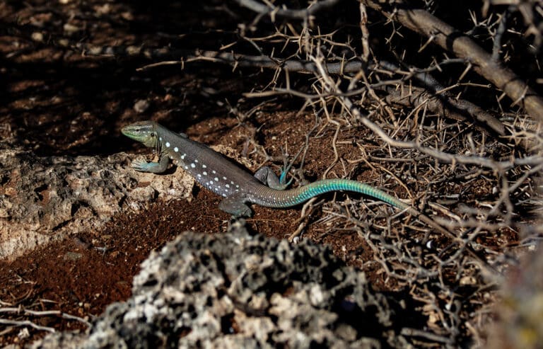 laurenti’s whiptail lizard blausana bloblo