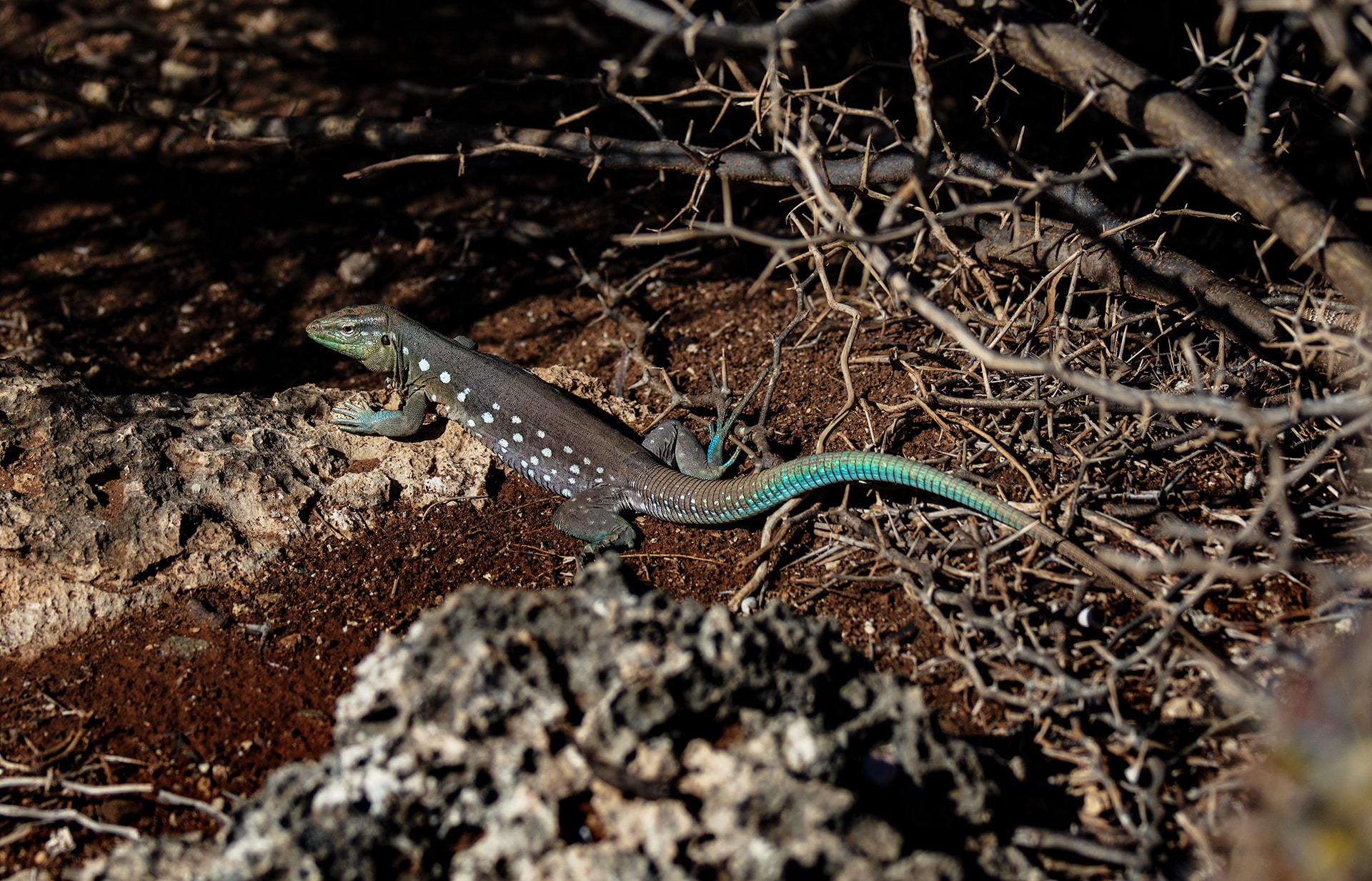 laurenti’s whiptail lizard blausana bloblo