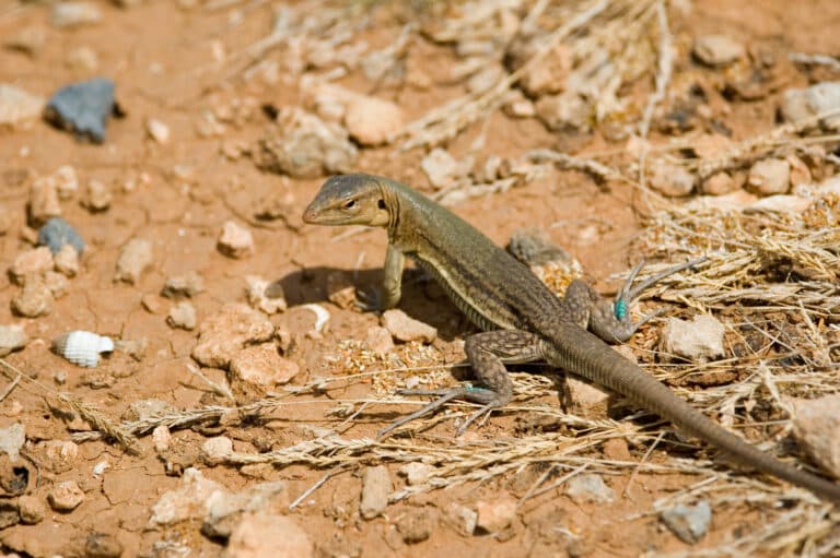 file:bonaire whiptail lizard cnemidophorus murinus ruthveni (2446955593).jpg