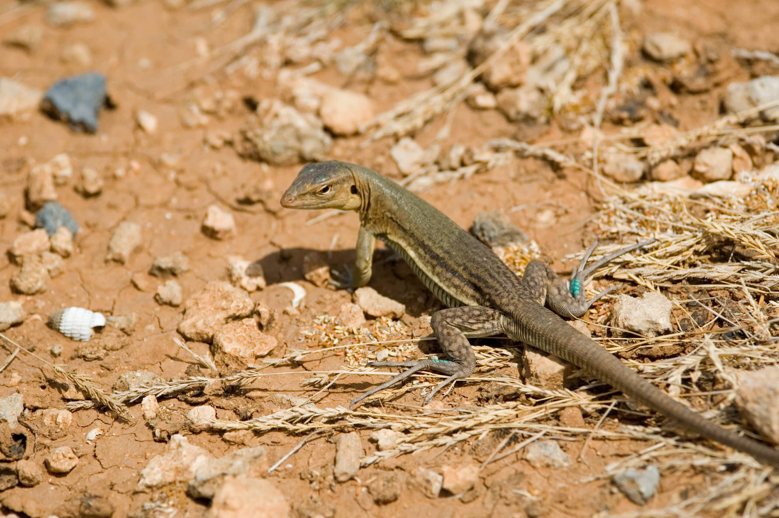 file:bonaire whiptail lizard cnemidophorus murinus ruthveni (2446955593).jpg