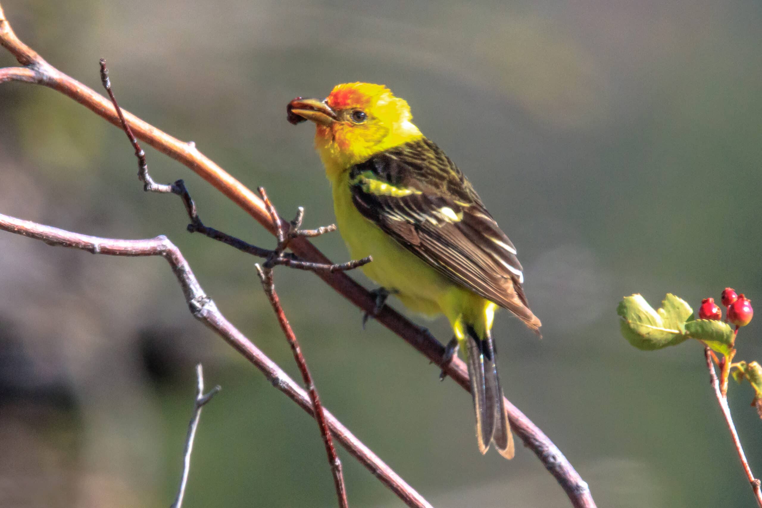 still at six mile, a western tanager (piranga ludoviciana)… (27849158855)