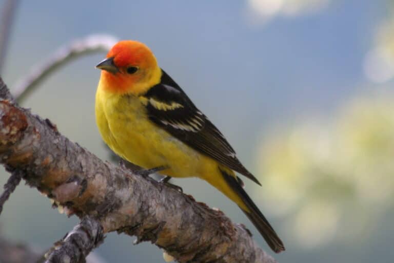 western tanager piranga ludoviciana; body visible, male