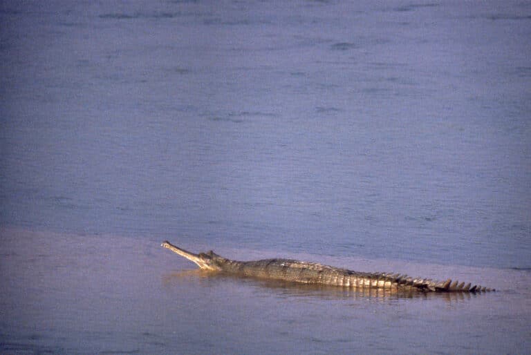wild gharial (gavialis gangeticus) female (20647847122) wild gharial (gavialis gangeticus) female (20647847122)