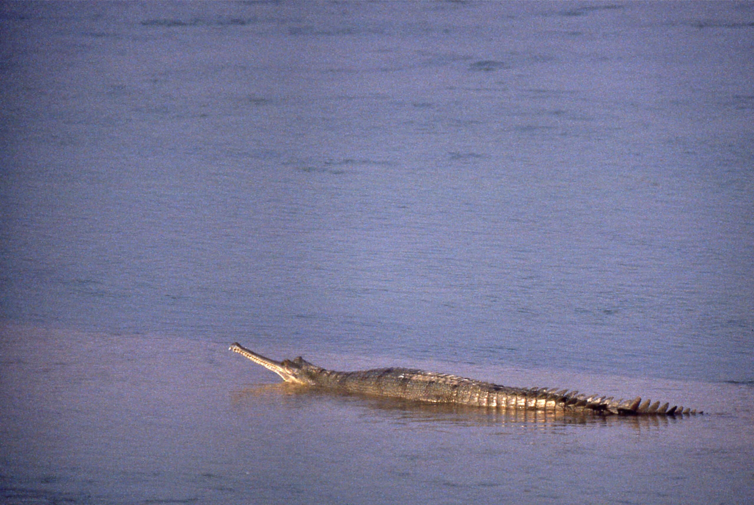 wild gharial (gavialis gangeticus) female (20647847122) wild gharial (gavialis gangeticus) female (20647847122)