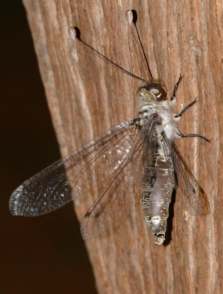 owlfly (proctarrelabis sp.) (16669419352) owlfly (proctarrelabis sp.) (16669419352)