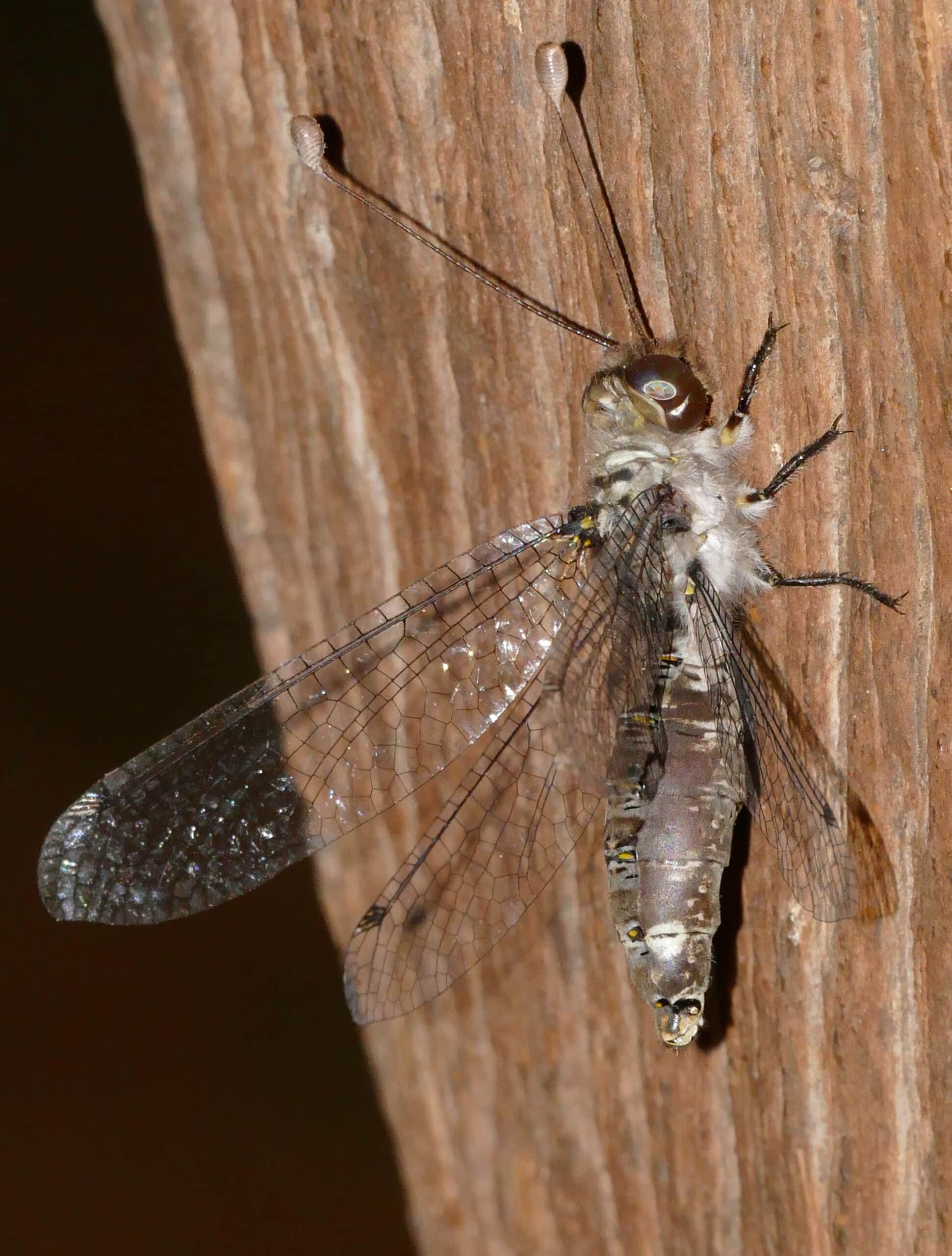 owlfly (proctarrelabis sp.) (16669419352) owlfly (proctarrelabis sp.) (16669419352)