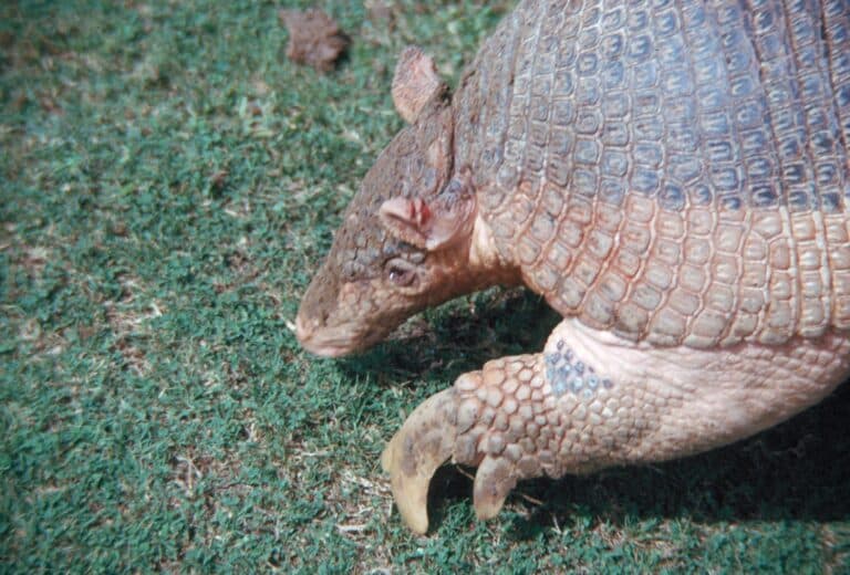 giant armadillo walking on grass close up