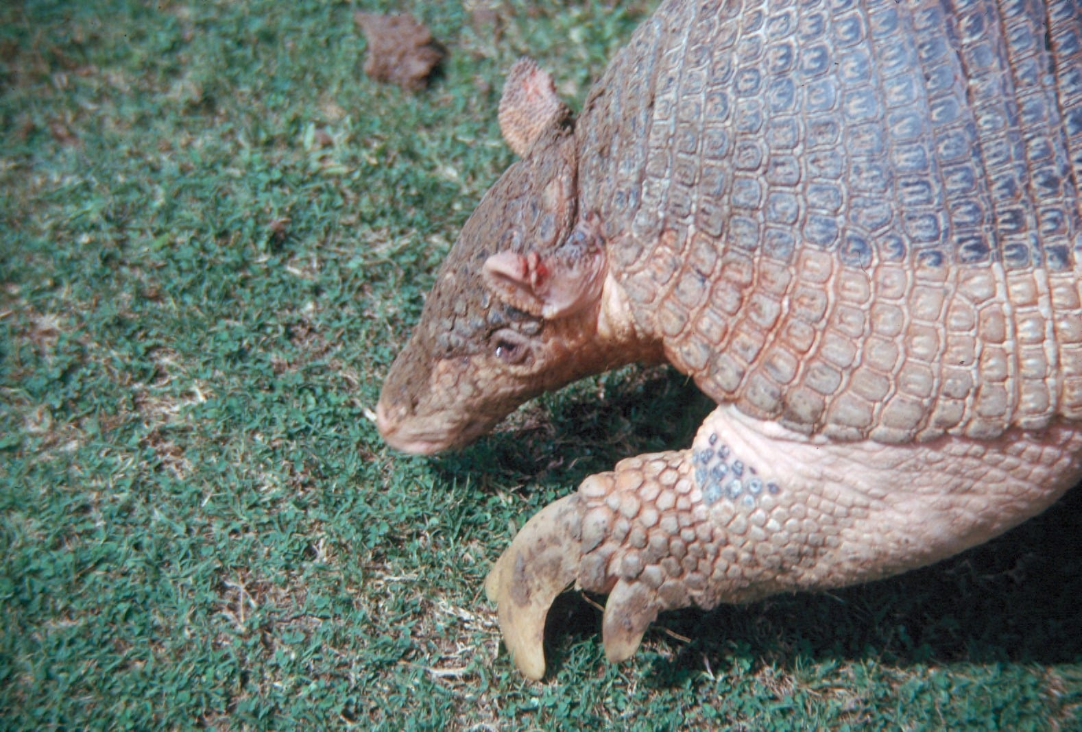 giant armadillo walking on grass close up