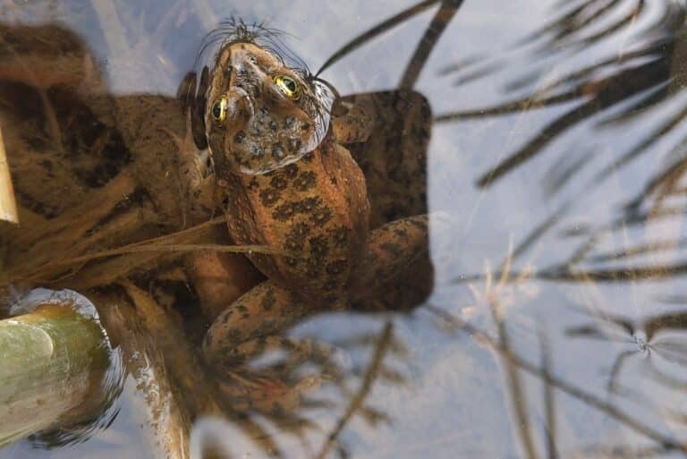oregon spotted frog (rana pretiosa) oregon spotted frog (rana pretiosa)