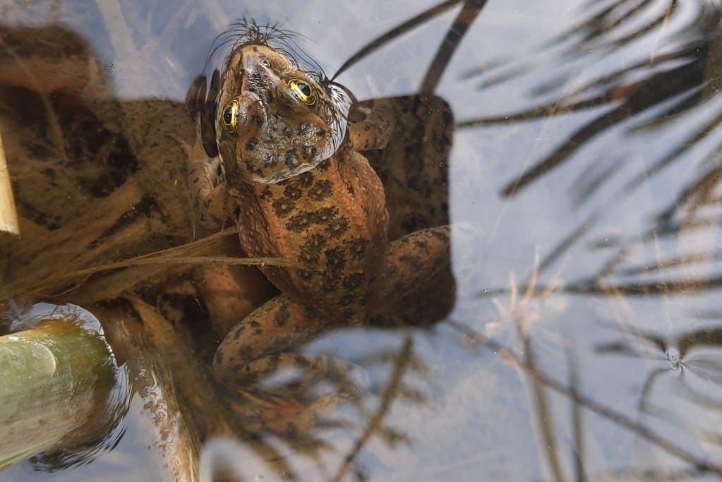 oregon spotted frog (rana pretiosa) oregon spotted frog (rana pretiosa)