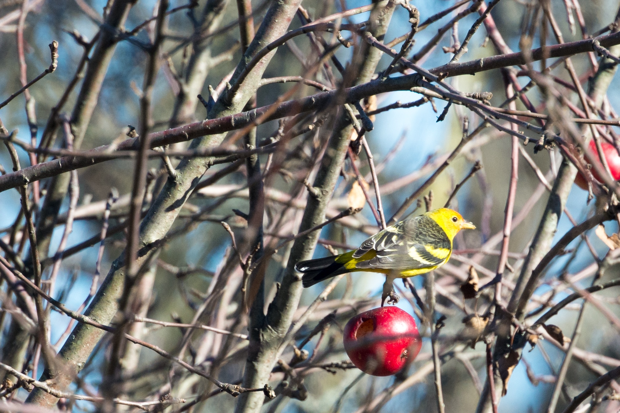 western tanager (piranga ludoviciana) (23249385823)