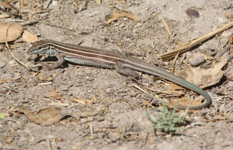 whiptail, desert grassland (aspidoscelis uniparens) (6 20 09) cave creek, az 01 (3657715036)