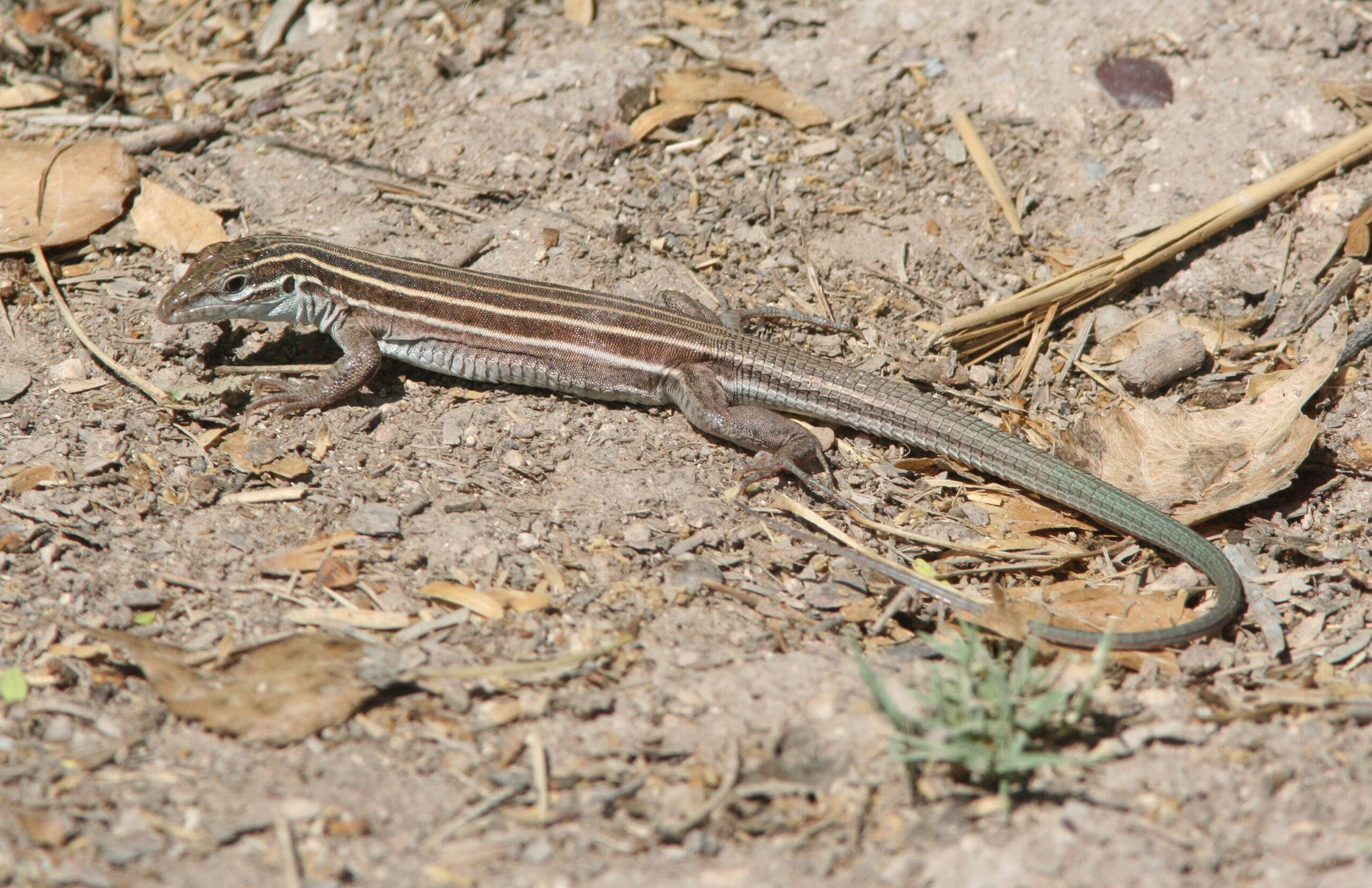 whiptail, desert grassland (aspidoscelis uniparens) (6 20 09) cave creek, az 01 (3657715036)