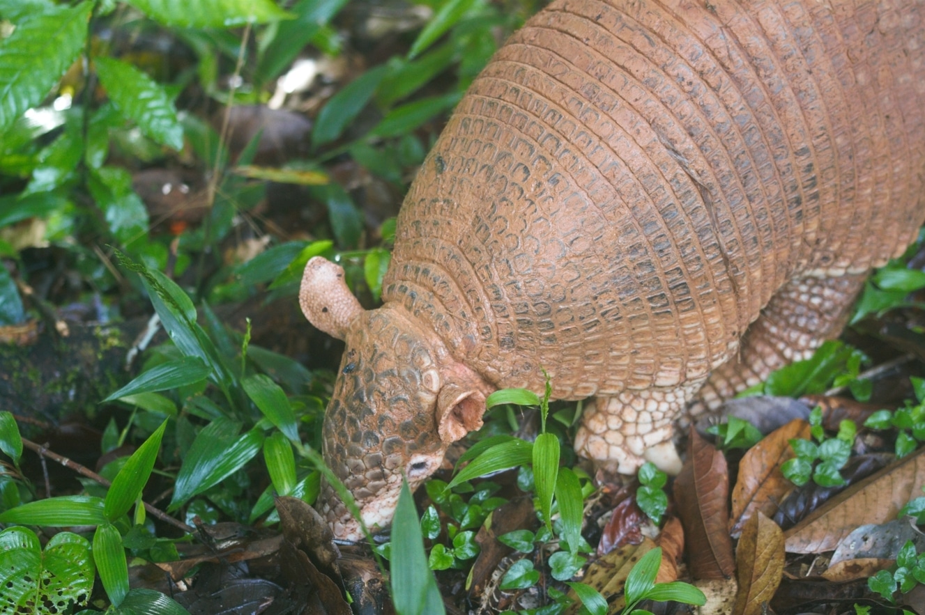 priodontes maximus at régina