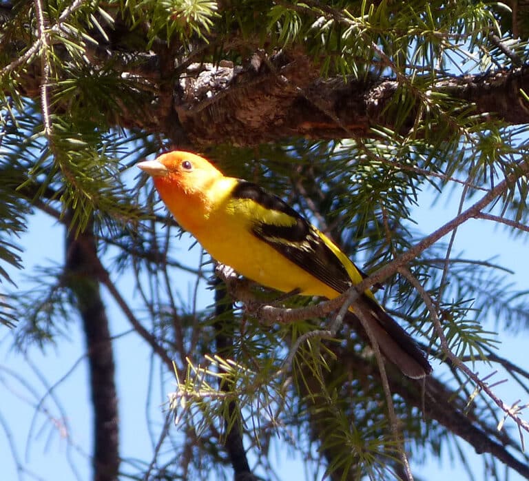 western tanager. piranga ludoviciana flickr gailhampshire (1)