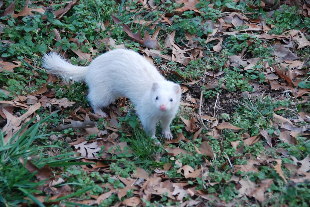 beady can be a good look sometimes beady can be a good look sometimes White Ferret / Albino Ferrets