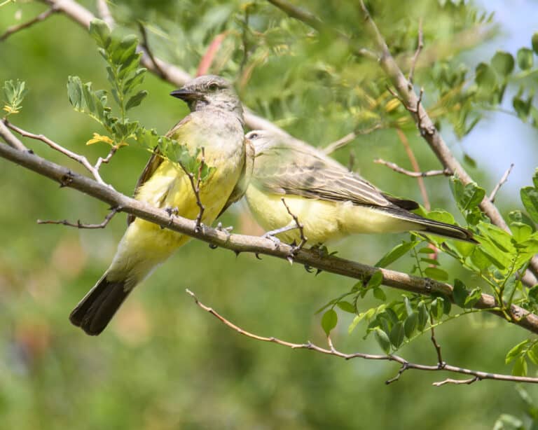 western kingbird bob kerrey pedestrian bridge dsc 4715 western kingbird bob kerrey pedestrian bridge dsc 4715
