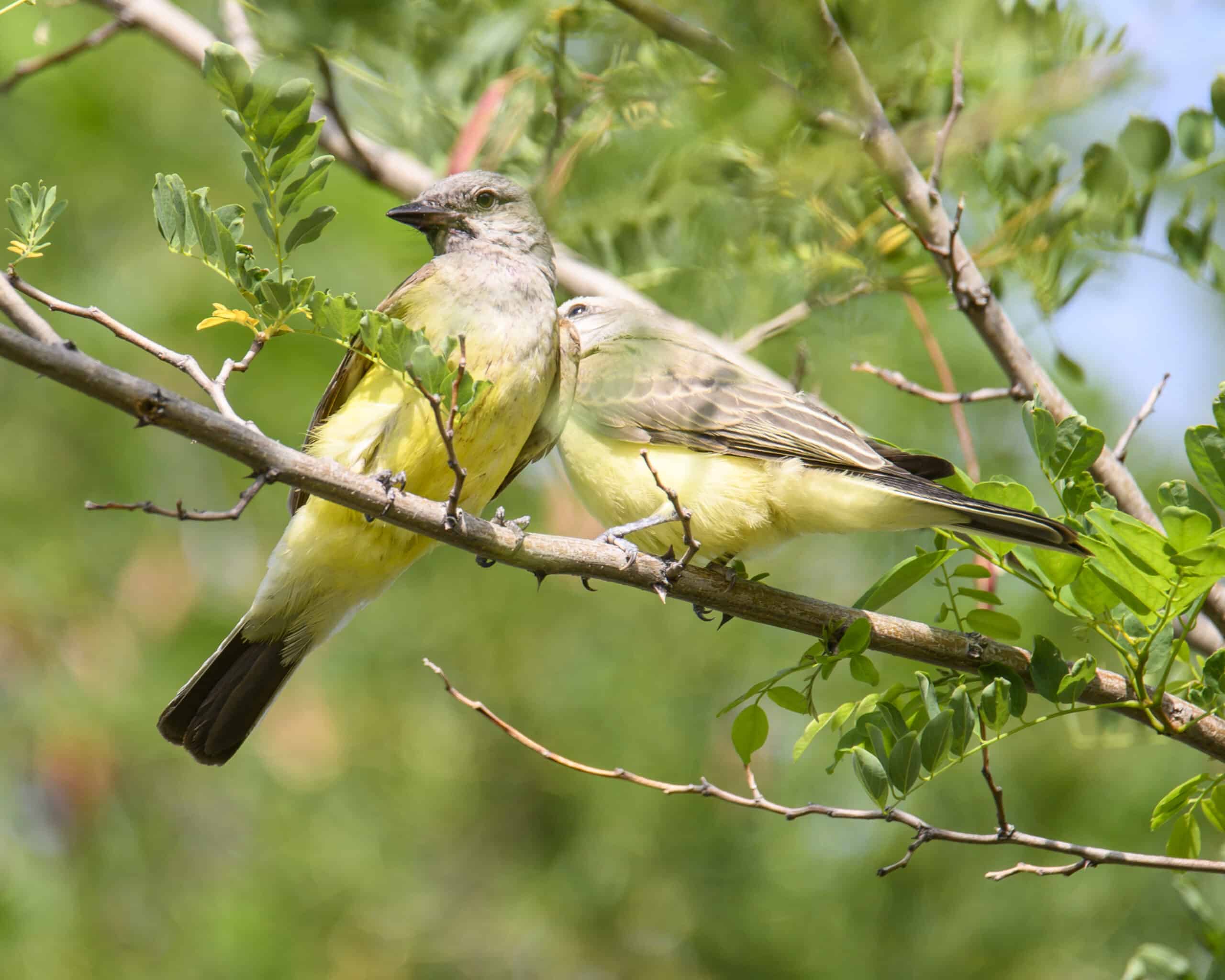 western kingbird bob kerrey pedestrian bridge dsc 4715 western kingbird bob kerrey pedestrian bridge dsc 4715