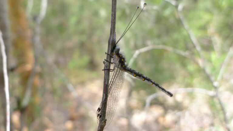 owlfly (6590392423) owlfly (6590392423)