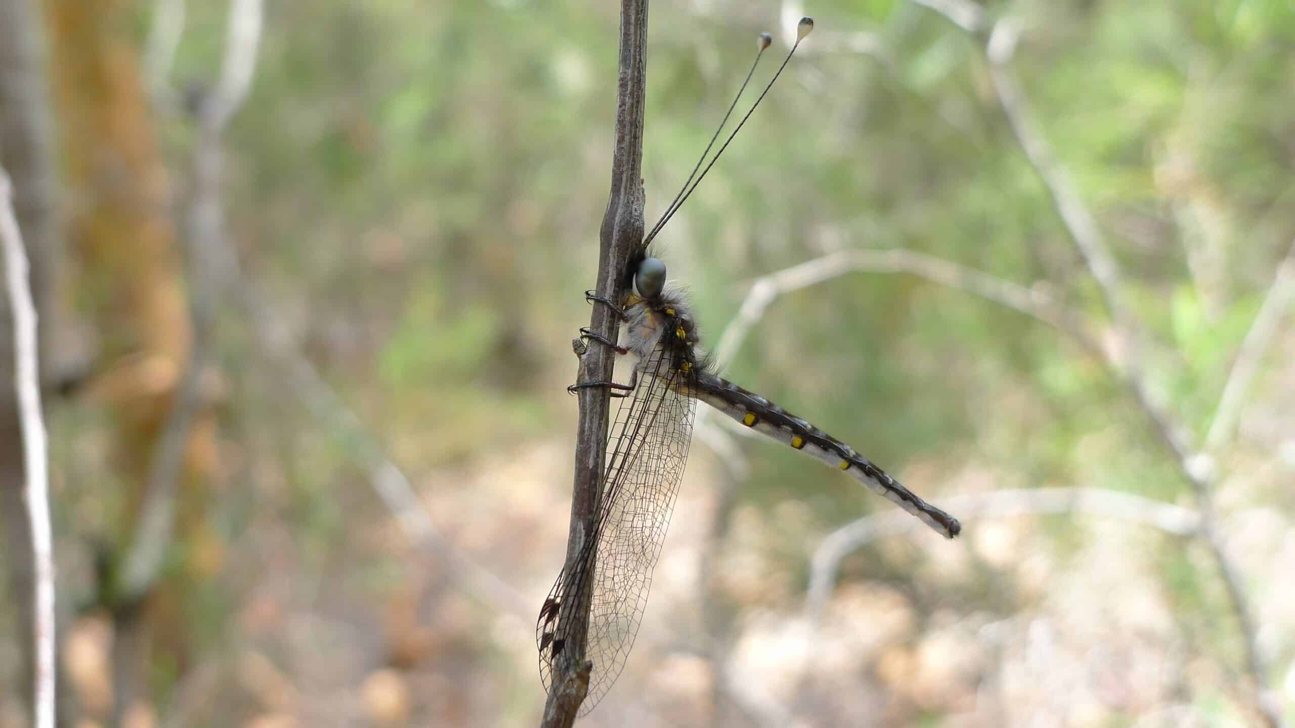 owlfly (6590392423) owlfly (6590392423)
