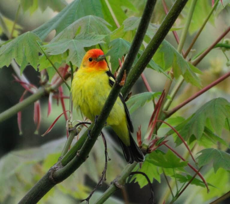 piranga ludoviciana vancouver