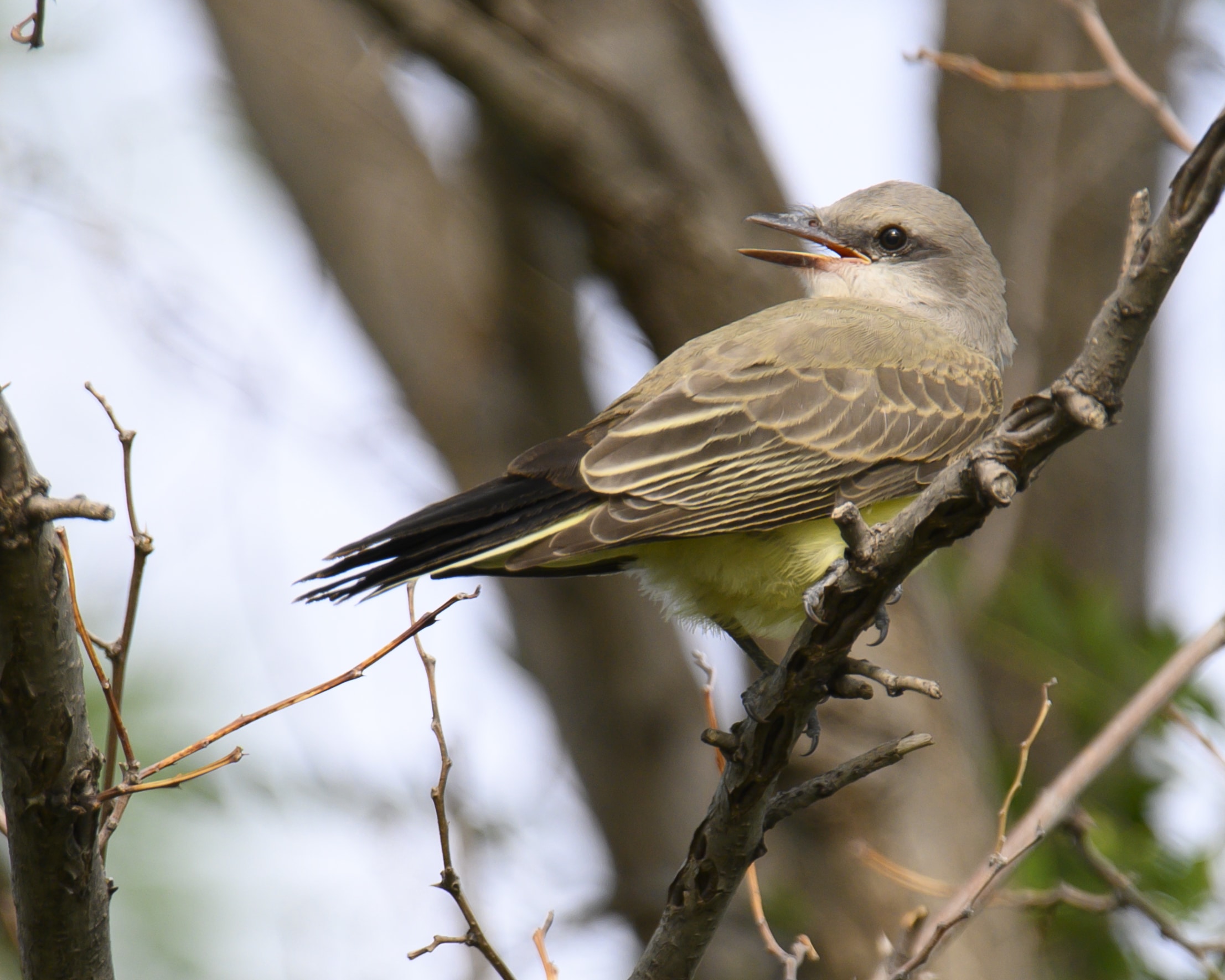western kingbird bob kerrey pedestrian bridge dsc 4850 western kingbird bob kerrey pedestrian bridge dsc 4850