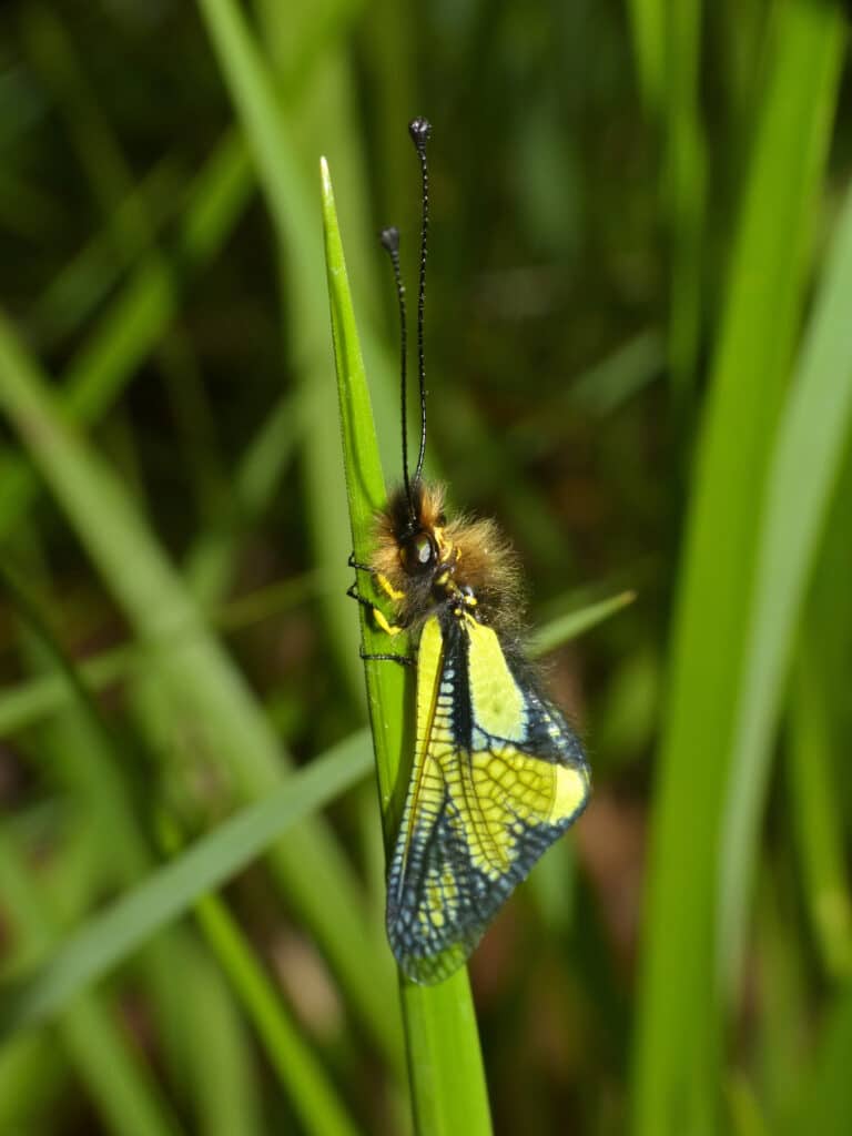 owlfly (libelloides coccajus) male (13975757647) owlfly (libelloides coccajus) male (13975757647)