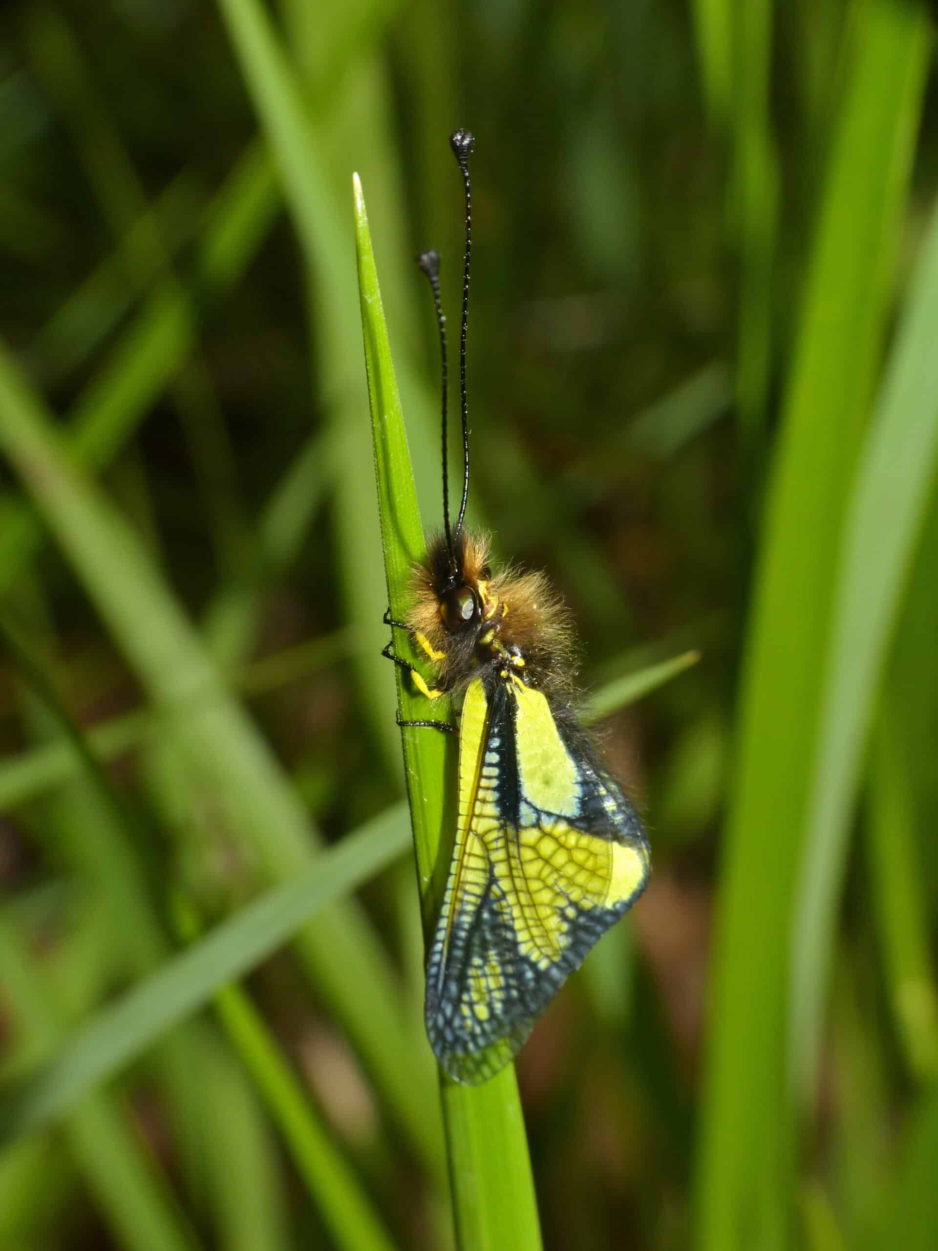 owlfly (libelloides coccajus) male (13975757647) owlfly (libelloides coccajus) male (13975757647)