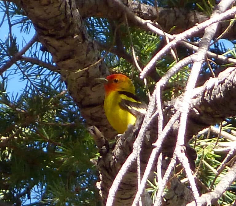 western tanager. piranga ludoviciana flickr gailhampshire