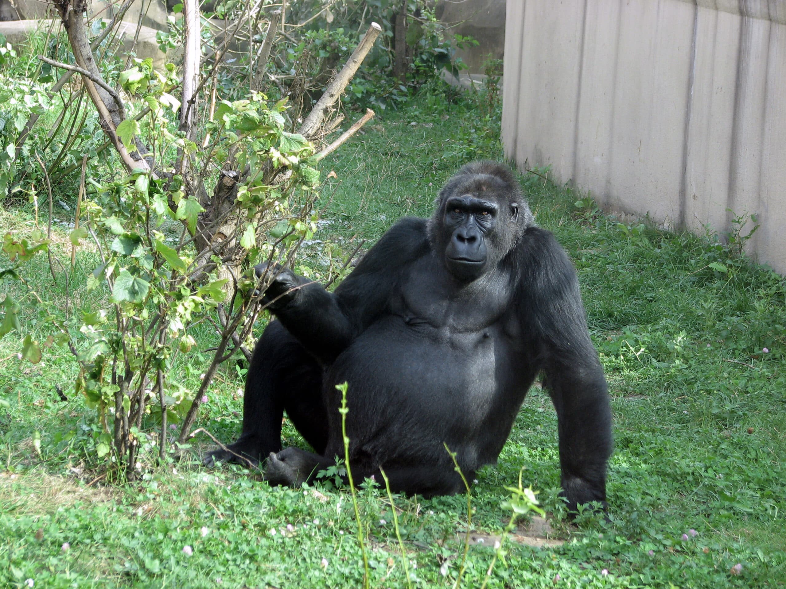 gorilla gorilla 01 gorilla gorilla 01 Western Gorilla