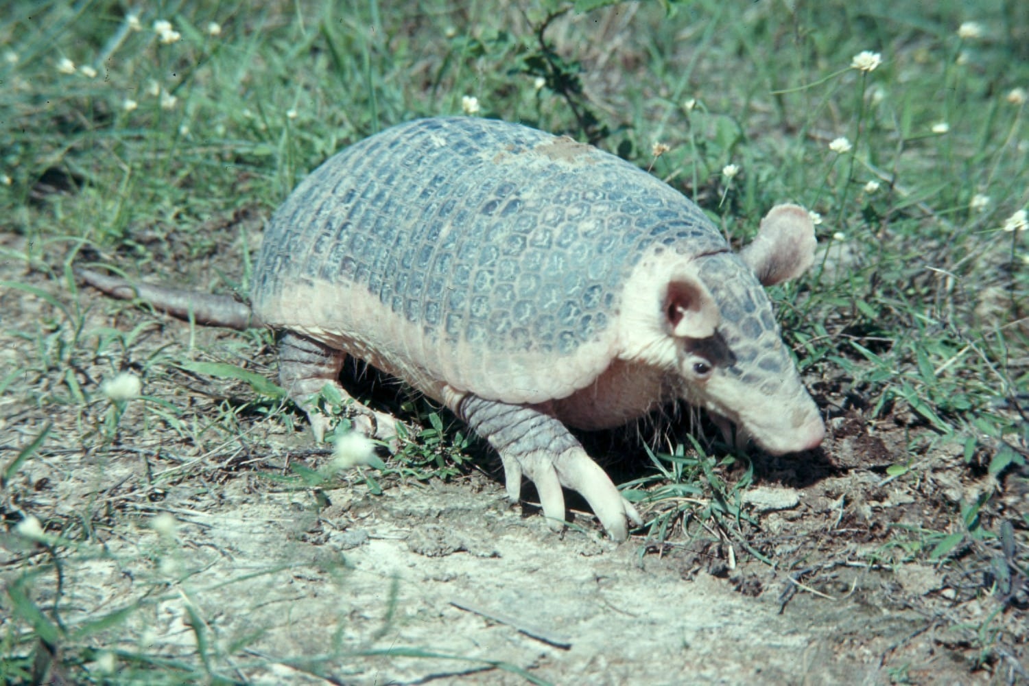 giant armadillo lying in grass  Giant Armadillo