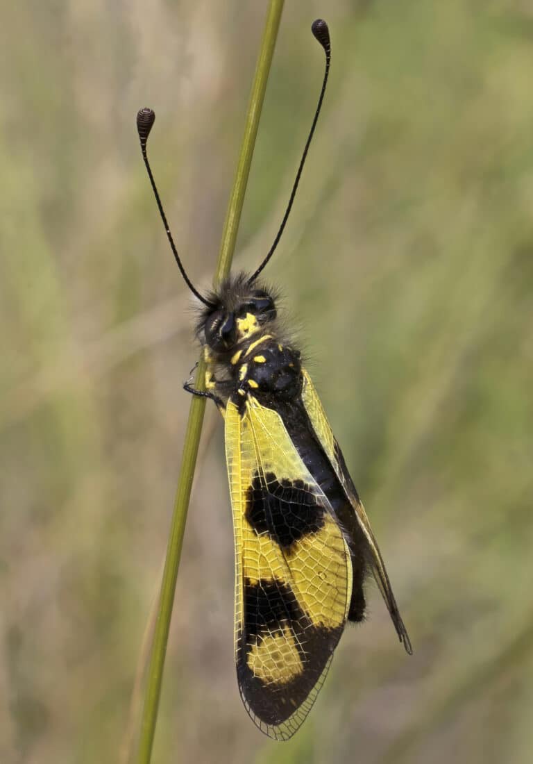 owlfly (libelloides macaronius) female istria 2 (cropped) owlfly (libelloides macaronius) female istria 2 (cropped)