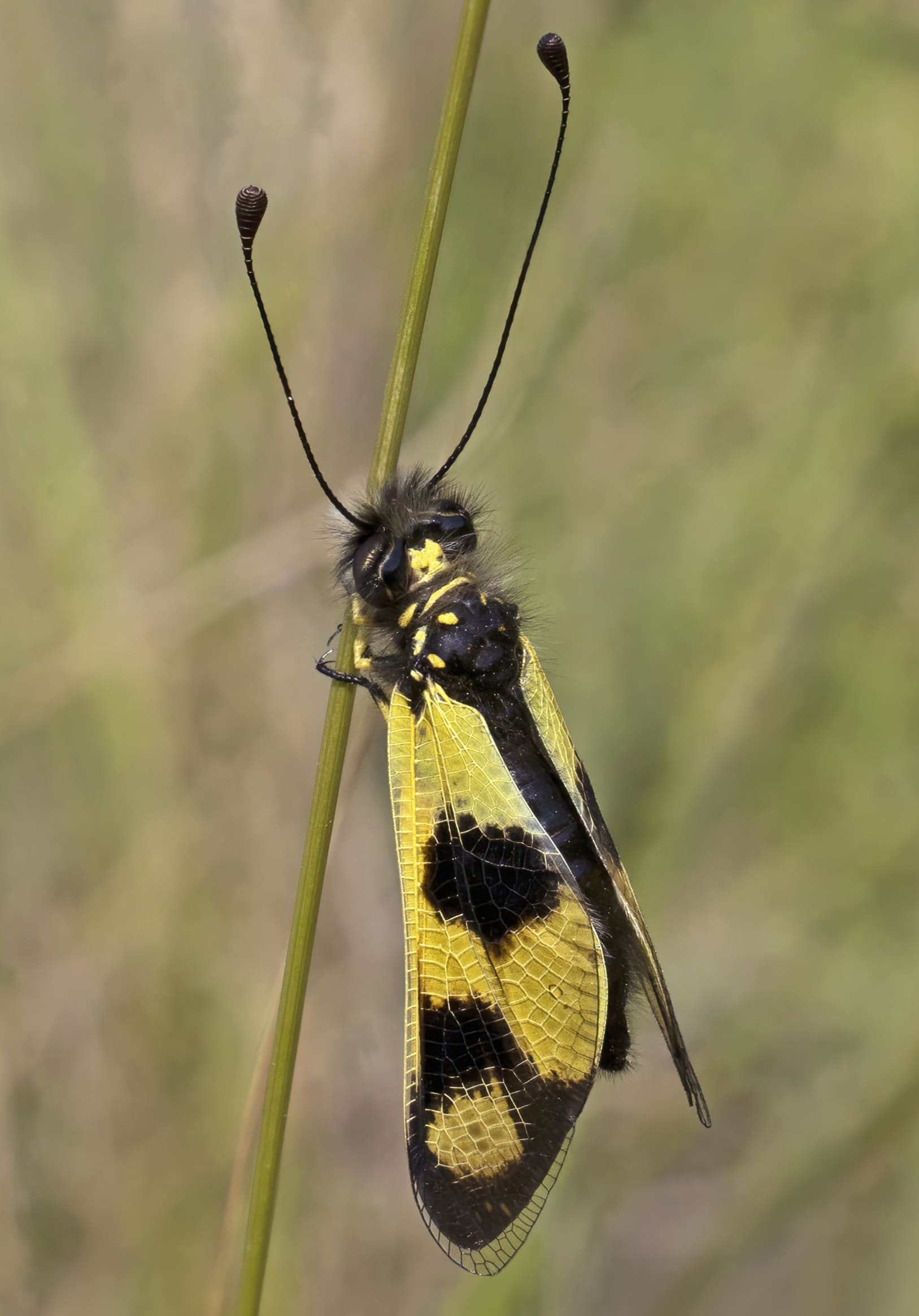 owlfly (libelloides macaronius) female istria 2 (cropped) owlfly (libelloides macaronius) female istria 2 (cropped)
