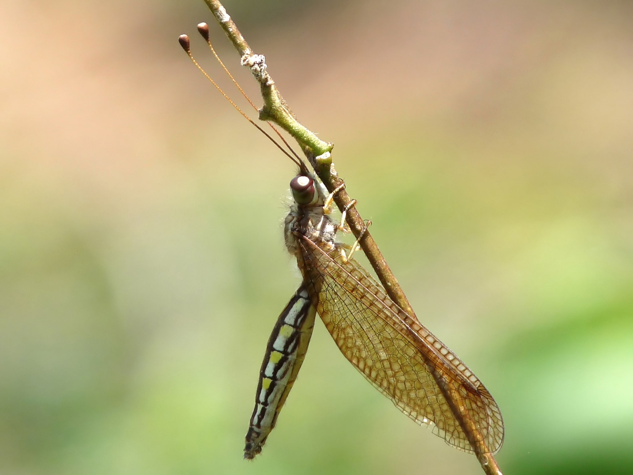 owlfly ascalaphidae female by kadavoor owlfly ascalaphidae female by kadavoor