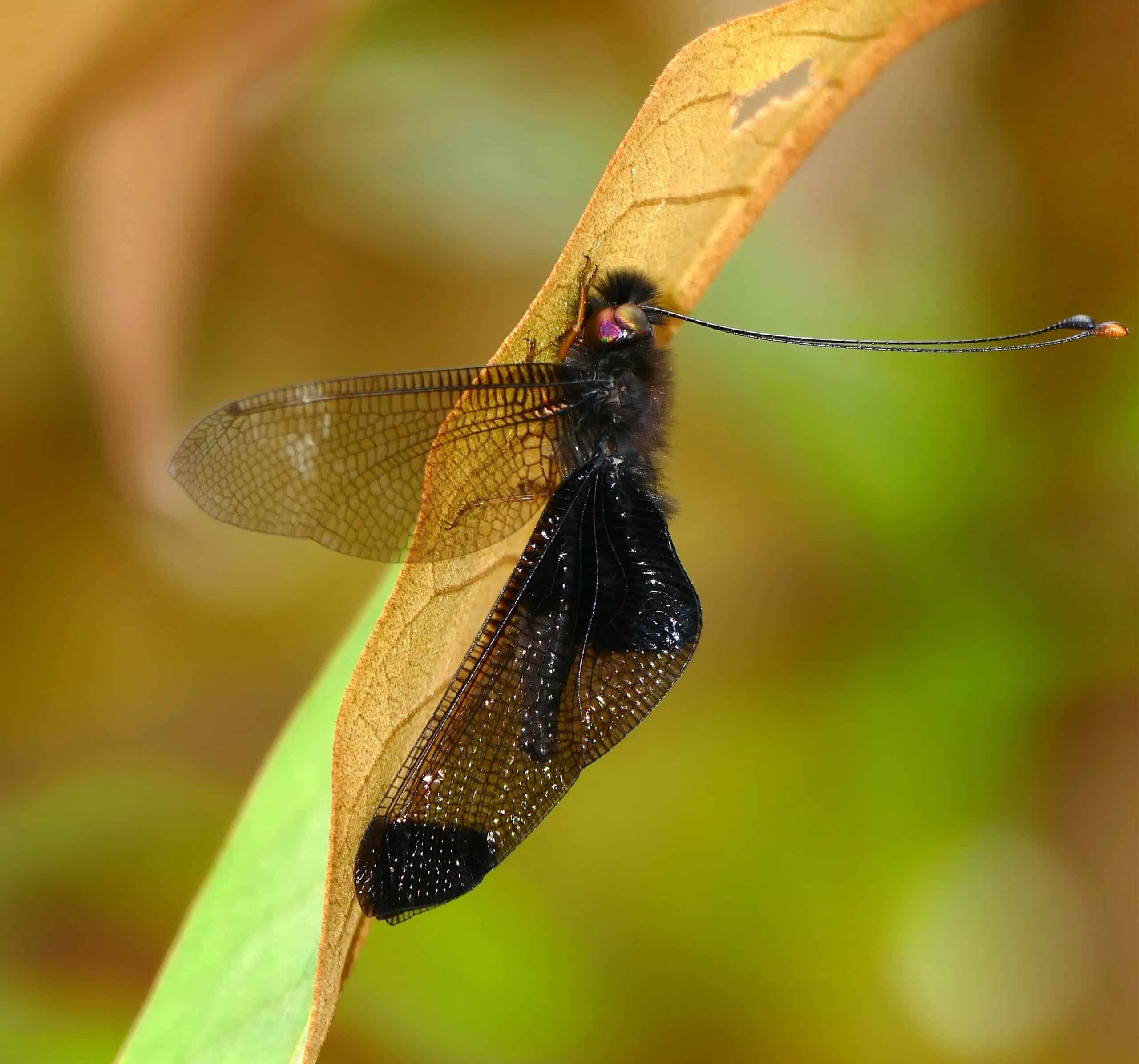 owlfly (cordulecerus maclachlani ?) female (39877721835) owlfly (cordulecerus maclachlani ?) female (39877721835)