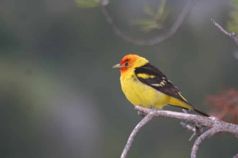 western tanager with an eyebrow; piranga ludoviciana, male